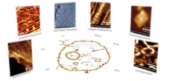 BioAFM Update Webinar : Improved Spatial and Temporal Resolution